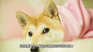 柴犬的個性都很固執嗎 ? 教你訓練出親人的柴柴 | 寵物研究社