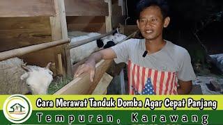 CARA MERAWAT TANDUK DOMBA AGAR CEPAT PANJANG