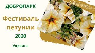 Добропарк. Фестиваль петунии / Dobropark. Petunia festival