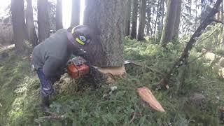 Stihl 088 42" Bar - WAY Over Kill!!!