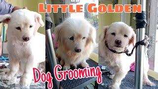 MINI GOLDEN RETRIEVER DOG GROOMING | GROOMER STYLE