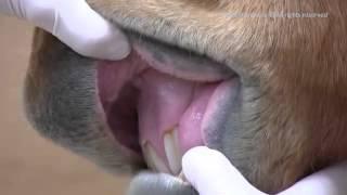 How to Assess A Horse's Capillary Refill Time (CRT) by Examining Gums