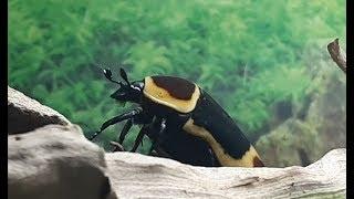 Kongo Rosenkäfer / Pachnoda marginata, auf Wanderschaft