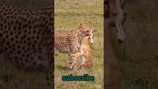 Nadeem tv  #cheetah #wilddogs #leopard #amazing #amazing #animals  #viralvideo# gazaunderattack