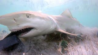 Rare footage of baby lemon shark feeding close up.