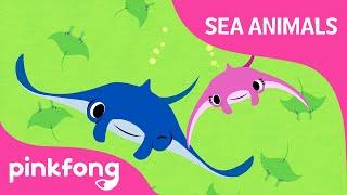 Super Duper Manta Ray | Sea Animals Song | Pinkfong Songs for Children