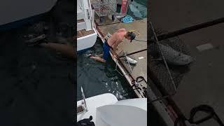 the man the fish the legend not