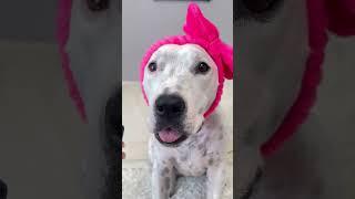 Как вам такие видео от Тэффика? #dog #глухаясобака #собака #глухаятэффи