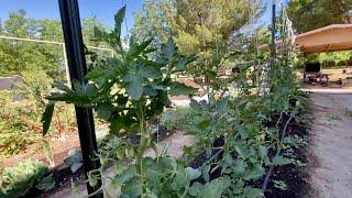 Our 1st Tomato Trellis, How We Trellis For Wind & Tomato Progress - Small Farm Vlog