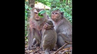 OMG !! Beloved Smart Monkey Family Relax With Mom And Happy Animal #289