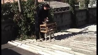 Среднеазиатские двухчубые игровые голуби ЧАСТЬ 2 Лет,игра