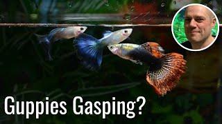 Why Are My Guppies Swimming at the Top of the Tank? HOW TO SOLVE THE PROBLEM OF GASPING GUPPIES!