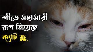 ক্যাট ফ্লুয়ের চিকিৎসা - Cat Flu Treatment - Pet House BD