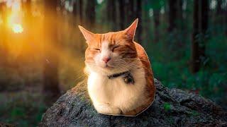 Watch this Cat Enjoy Nature ( and feel peaceful )  ️