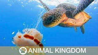 Hungry Turtle Eats Lion Mane Jellyfish