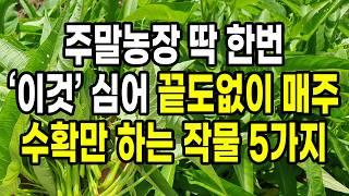 주말농장 농약없이 딱한번 '이것' 심어 끝도없이 매주 수확만 하는 작물 5가지