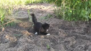 Pusya the Cat Diary. Water lover