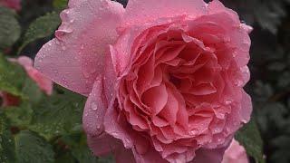 КРАЩІ ПЛЕТИСТІ троянди'Dee Dee Bridgewater/#DeeDeeBridgewaterrose/#roseday Bienwenue_rose