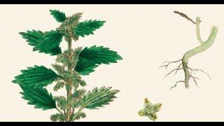 Nettle with John Feehan, Wildflowers of Offaly series