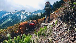 Dog and Human Wander the Wilderness