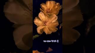 명상-열정의 천년초 꽃_1