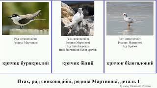 Птах, ряд сивкоподібні, родина Мартинові, деталь 1 крячок водоріз bird індійський американський