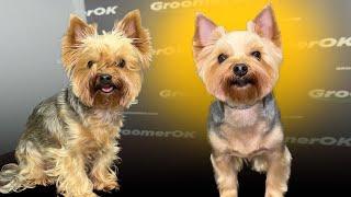 Yorkshire Terrier Transformation | Quick Grooming Clip with Stunning Results!