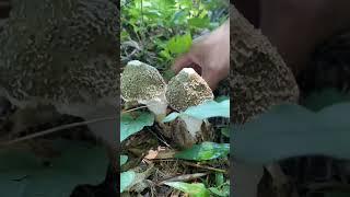 Picking Bamboo Mushrooms #satisfying #shortsvideo