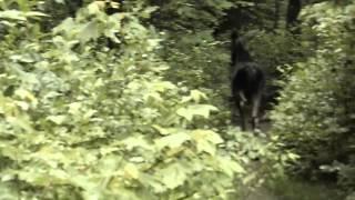 Run-in with a moose on the Zealand Pond Trail- White Mountain National Forest