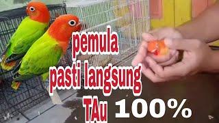 bedakan Lovebird jantan dan betina bagi pemula 100% berhasil