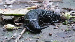 Black Slug on the Move