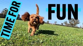 Doggy Daycare is on School Holidays | FUN for All