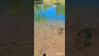 Northern Pike in my Pond!!!Feeding Pet Bass!#fishing #bassfishing #homestead #outdoors