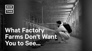 Photojournalist Exposes Reality of Factory Farms