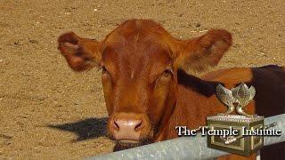 Raise a Red Heifer in Israel  /  לגדל פרה אדומה בארץ ישראל