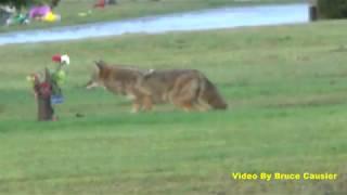 Coyote Stalking Something