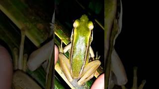 Funny FROGS catching | flying green frog | funny jumping frog meme | Funny Jumping