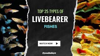 Top 25 Types of Livebearer Fish | Fishes which give Birth to their Baby like Guppy | Proud Hobbyist