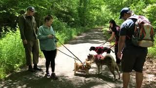 Bailey encountering dogs while hiking