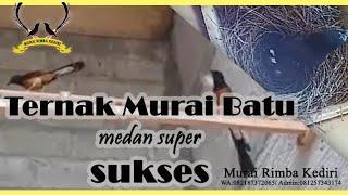 TERNAK MURAI BATU MEDAN SUPER SUKSES