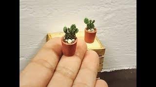 Tutorial miniatura.Cactus miniatura. Orejas de conejo.Opuntia microdasys.Bunny ears