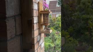 bottle birds feeder