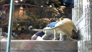 Las Vegas lion attack caught on camera