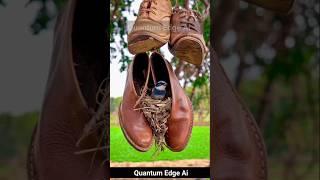 Bird Makes Nest in Shoe !