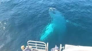 Australia Gold Coast, Humpback Whales, doesn't look real!