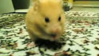Aşifte (hamster) yemek yiyo:)