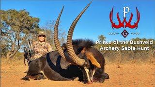 Prince of the Bushveld - Archery Sable Hunt