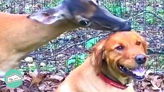 Dog Befriends a Deer and Starts Looking after her Fawns | Wild Buddies