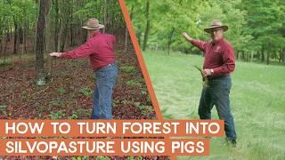 How to turn forest into silvopasture using pigs | Joel Salatin