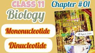 Mononucleotide and Dinucleotide -11th biology- Chapter #01 -Biological molecules -Sindh board